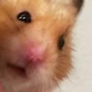 Meet your Posher, Rosalind